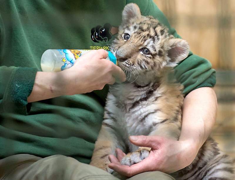 Babytijger Alisha drinkt uit de fles (fotoserie en video)