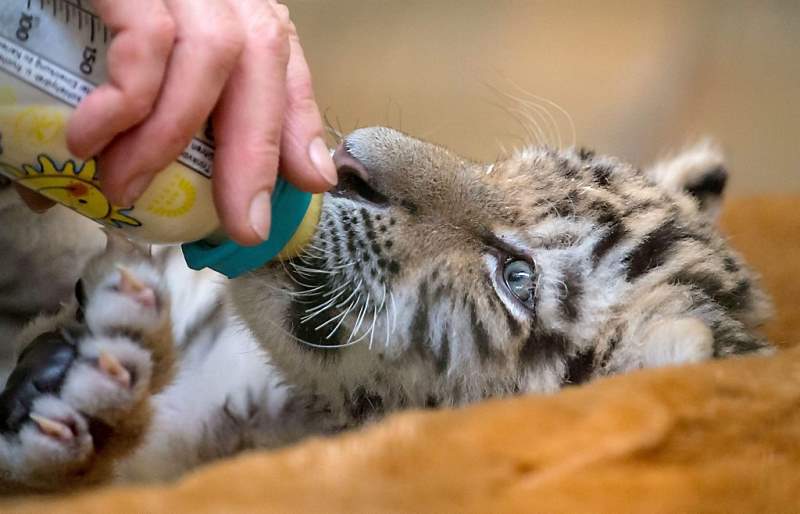 Babytijger Alisha drinkt uit de fles (fotoserie en video)