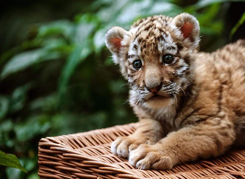 Babytijger Alisha drinkt uit de fles (fotoserie en video)