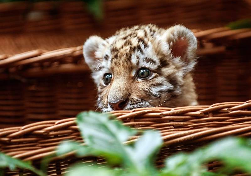 Babytijger Alisha drinkt uit de fles (fotoserie en video)