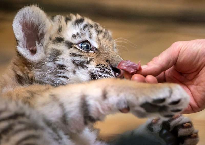 Babytijger Alisha drinkt uit de fles (fotoserie en video)