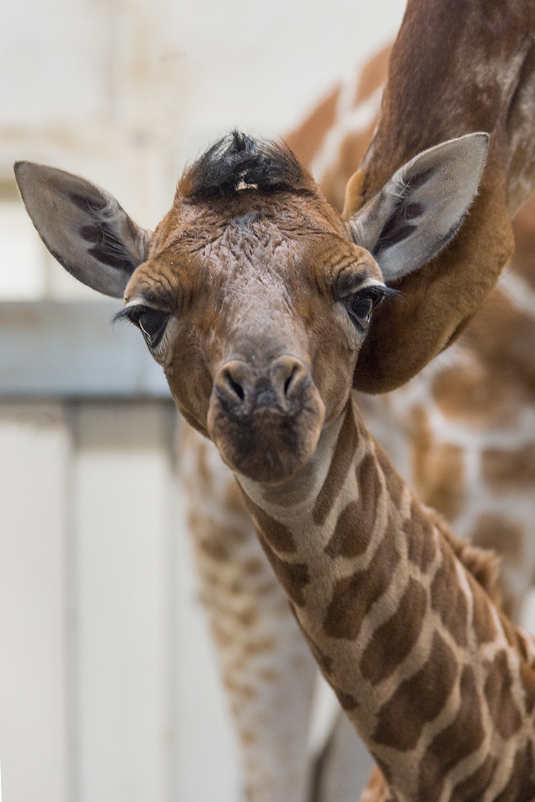 Netgiraffe geboren in ARTIS!