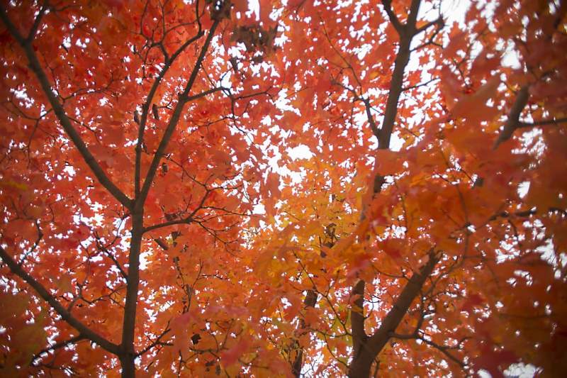 Wat is de herfst toch prachtig (fotoserie en video)