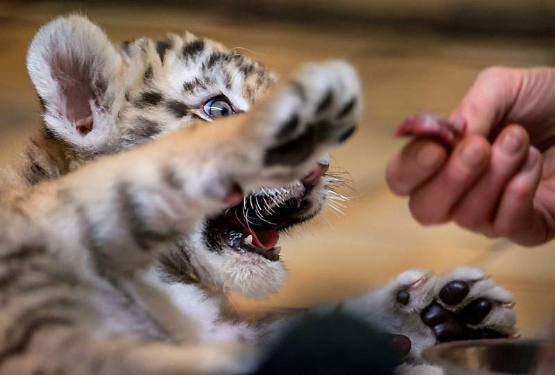 Babytijger Alisha drinkt uit de fles (fotoserie en video)