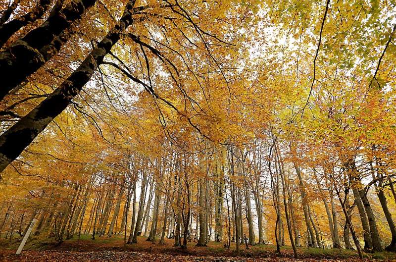 Wat is de herfst toch prachtig (fotoserie en video)