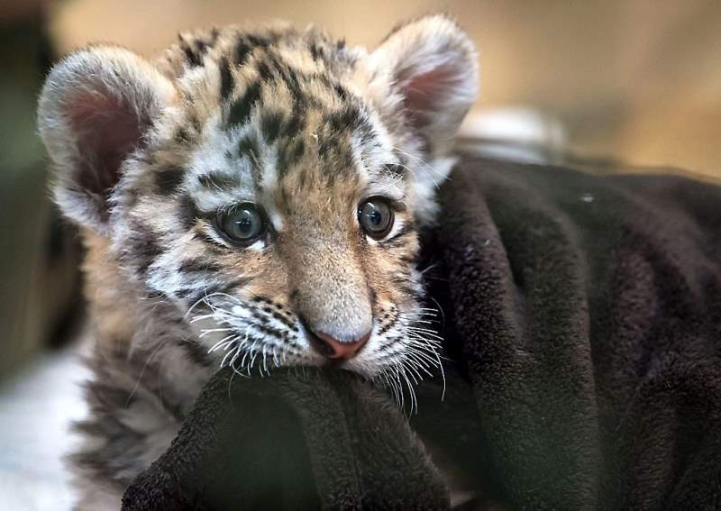 Babytijger Alisha drinkt uit de fles (fotoserie en video)