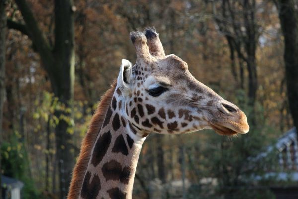 giraffe-2094583_1920.jpg