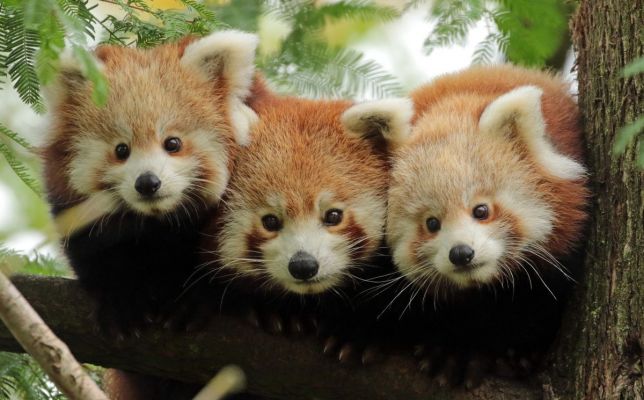 Red_Panda_Blijdorp_BB2A1643.jpg