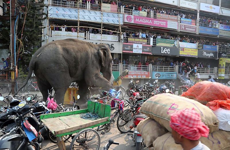 Olifant laat spoor van vernieling achter in stad (fotoserie en video)