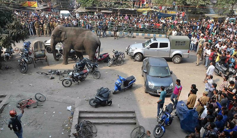 Olifant laat spoor van vernieling achter in stad (fotoserie en video)