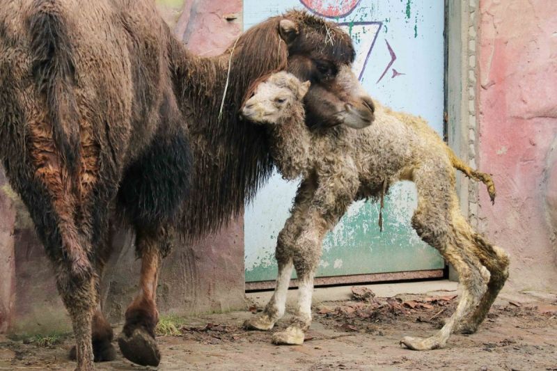 Kameeltje geboren in dierenpark (schattige foto's)