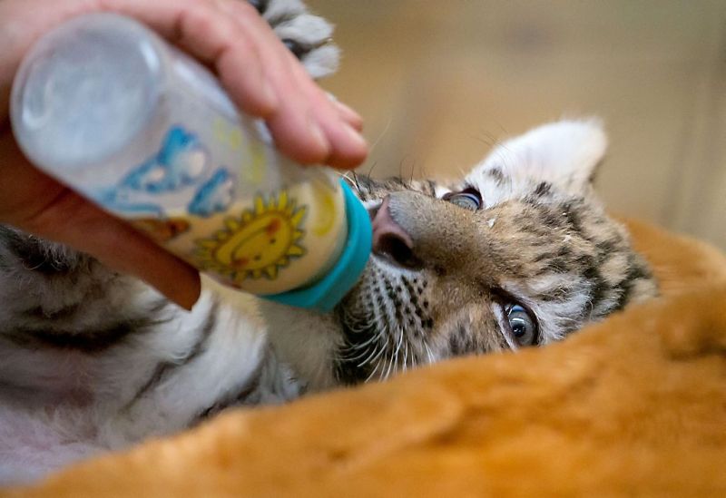 Babytijger Alisha drinkt uit de fles (fotoserie en video)