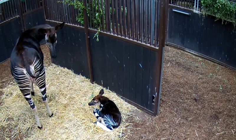 Blijdorp blij om geboorte bijzondere okapi