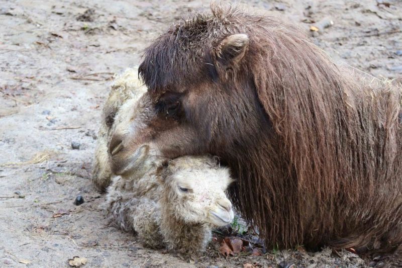 Kameeltje geboren in dierenpark (schattige foto's)