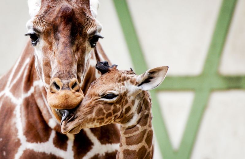 Artis houdt dierennamen voortaan geheim