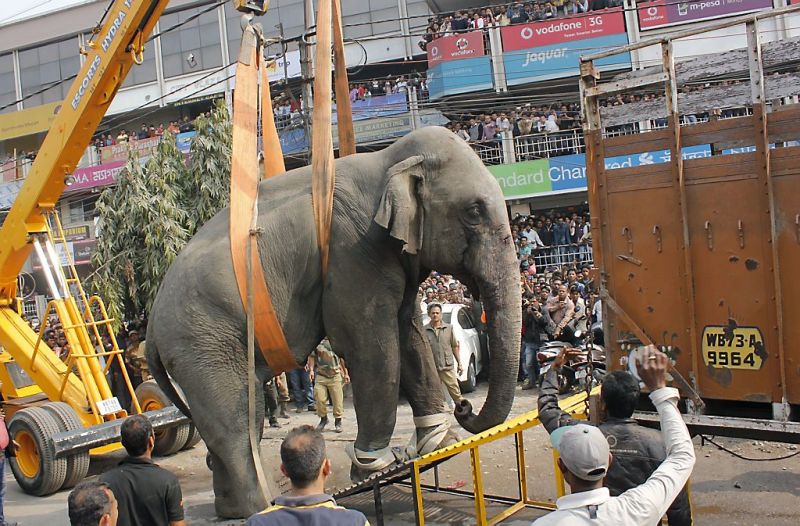 Olifant laat spoor van vernieling achter in stad (fotoserie en video)