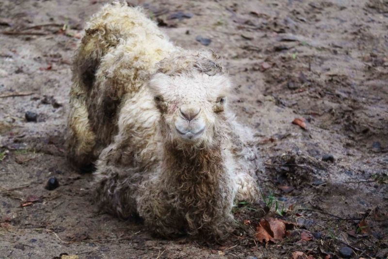 Kameeltje geboren in dierenpark (schattige foto's)