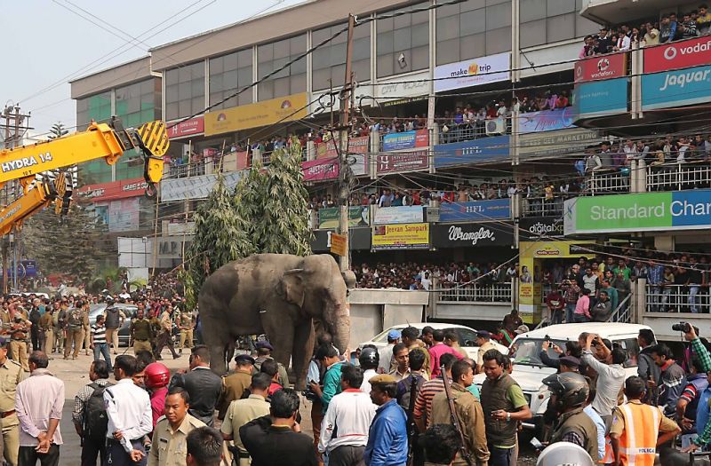 Olifant laat spoor van vernieling achter in stad (fotoserie en video)