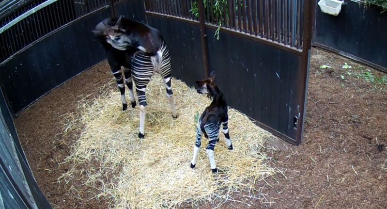 Blijdorp blij om geboorte bijzondere okapi