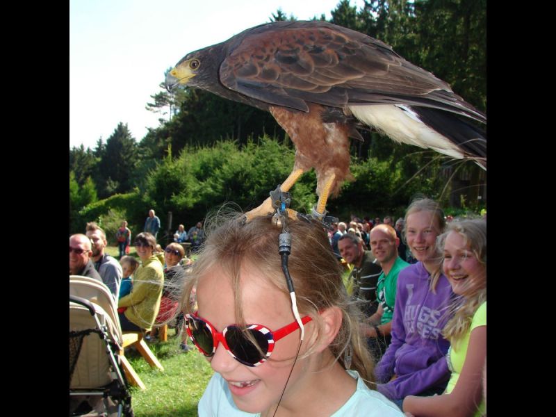 Kriebelende roofvogel