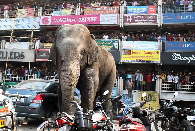 Olifant laat spoor van vernieling achter in stad (fotoserie en video)