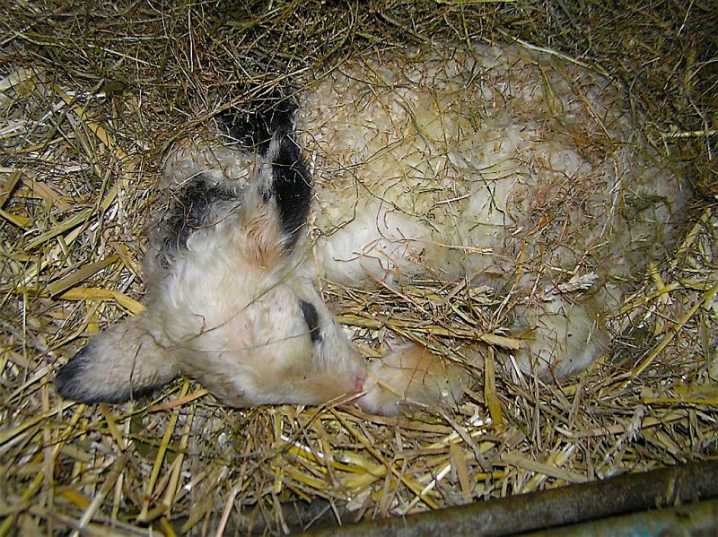 Lente is begonnen: veel lammetjes geboren (video)