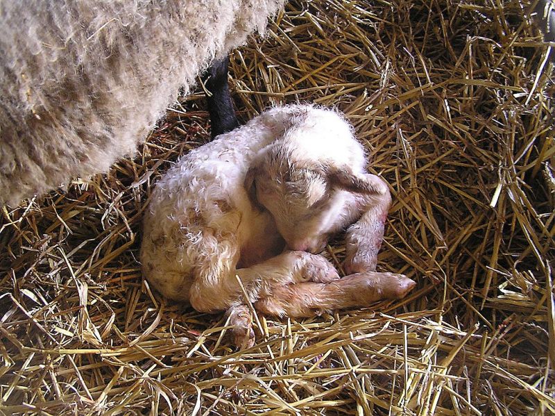 Lente is begonnen: veel lammetjes geboren (video)