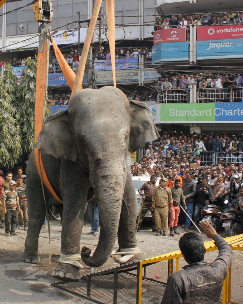 Olifant laat spoor van vernieling achter in stad (fotoserie en video)