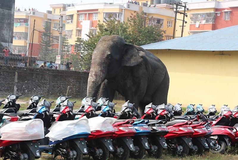 Olifant laat spoor van vernieling achter in stad (fotoserie en video)