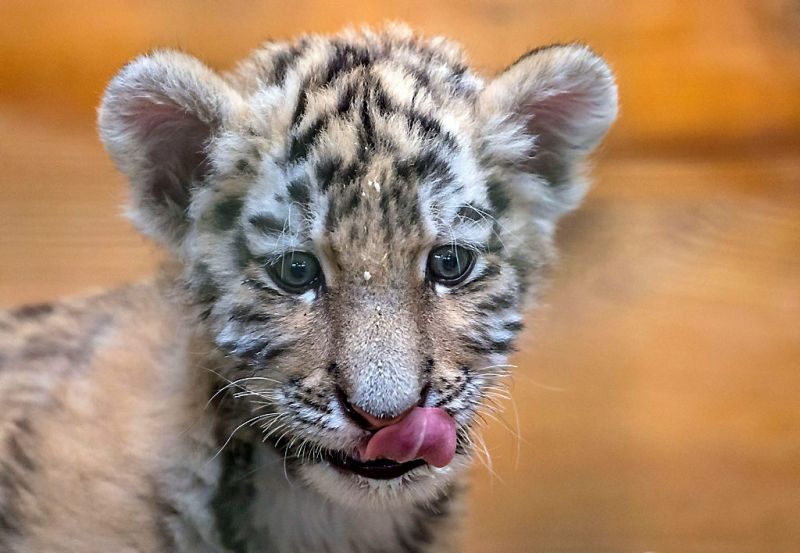 Babytijger Alisha drinkt uit de fles (fotoserie en video)